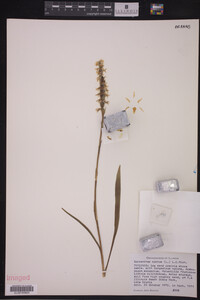 Spiranthes cernua image