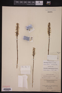 Spiranthes cernua image