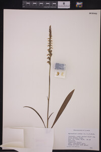 Spiranthes cernua image