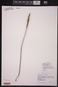 Image of Spiranthes lacera var. gracilis