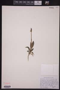 Media resource of Spiranthes lucida