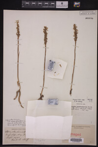 Spiranthes cernua image