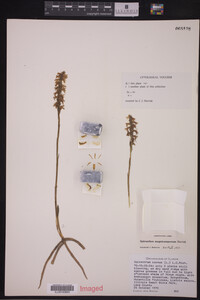 Spiranthes magnicamporum image