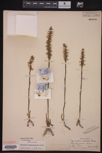 Spiranthes cernua image