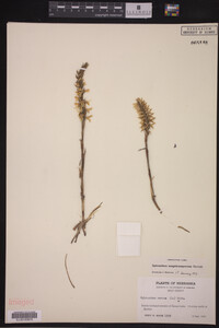 Spiranthes magnicamporum image