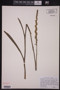 Media resource of Spiranthes vernalis