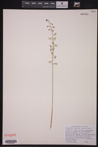 Image of Tipularia discolor