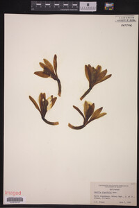 Image of Vanilla planifolia