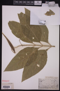 Asclepias exaltata image