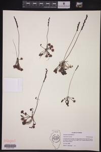 Drosera rotundifolia image