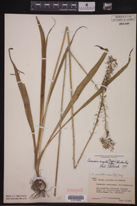 Camassia angusta image