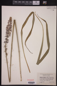 Camassia angusta image