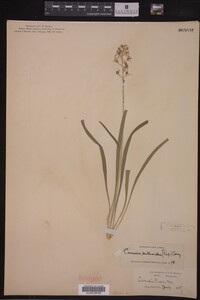 Image of Camassia scilloides