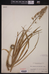 Camassia scilloides image