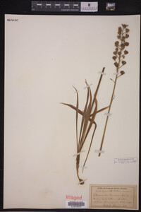 Camassia scilloides image