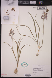 Camassia scilloides image