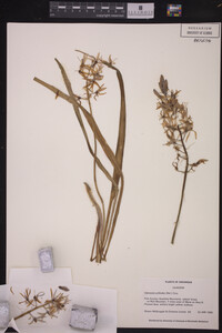 Camassia scilloides image