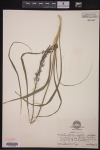 Camassia angusta image