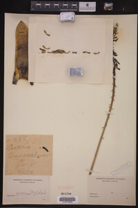 Image Associated With the Occurrence