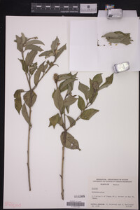 Image Associated With the Occurrence
