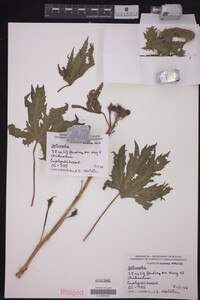 Image Associated With the Occurrence