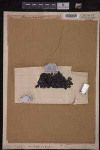 Image Associated With the Occurrence