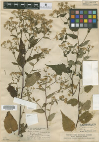 Image Associated With the Occurrence