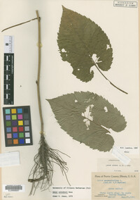 Image Associated With the Occurrence