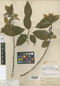 Halesia tetraptera var. monticola image