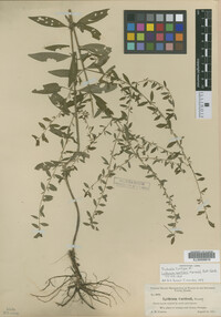 Image of Lythrum curtissii
