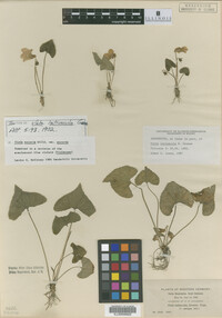 Image of Viola latiuscula