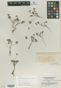 Image of Viola charlestonensis