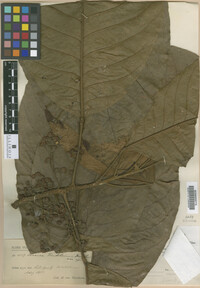 Image Associated With the Occurrence