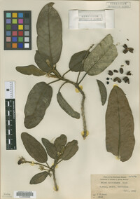 Image of Pelea multiflora