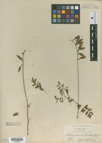 Astragalus blakei image