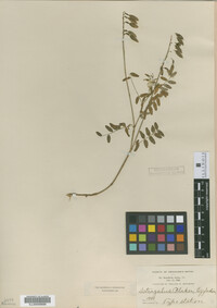 Astragalus blakei image