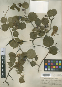 Crataegus subrotundifolia image