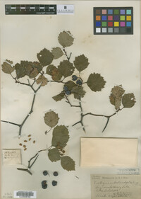 Crataegus subrotundifolia image