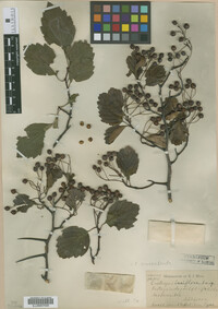 Crataegus laxiflora image