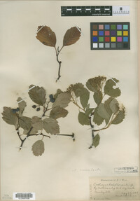 Crataegus laxiflora image