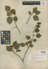 Crataegus magniflora image