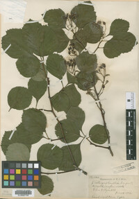 Image Associated With the Occurrence
