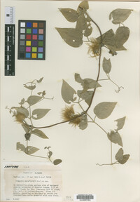 Media resource of Clematis morefieldii
