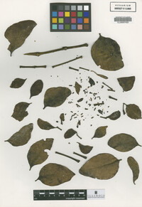 Image Associated With the Occurrence
