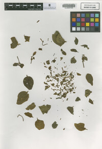 Image Associated With the Occurrence