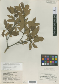 Quercus carmenensis image