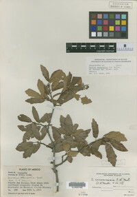 Quercus carmenensis image