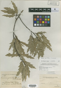 Quercus graciliformis image