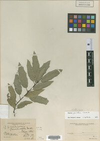 Image Associated With the Occurrence