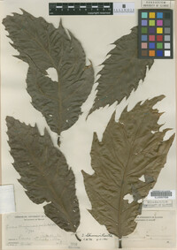 Image Associated With the Occurrence